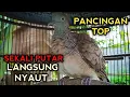 Download Lagu PERKUTUT BANGKOK GACOR SUARA NOMOR SATU UNTUK PANCINGAN PERKUTUT BANGKOK LAIN AGAR BUNYI 