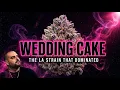 Wedding Cake The Los Angeles Strain That Dominated the Cannabis Industry With Flavor Alone
