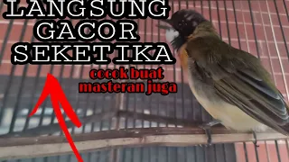 Download Bimoli gacor - SUARA BURUNG  BIMOLI - PANCINGAN burung bimoli AGAR ngacor isian kicau MP3