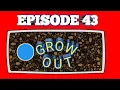 GROW OUT EPISODE