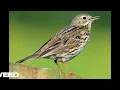 Lagu Meadow Pipit - Songs