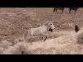 A day on the Onaqui Wild Horse Management Area in Utah s West Desert Part 1