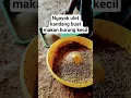 Download Lagu ulet kandang buat pakan burung kecil #kicaumania #ternakburung #ulet #ulat #ulathongkong