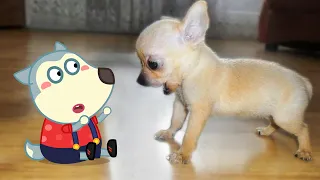 little cute puppy vs tiny wolfoo wolfoo in real life funniest cats and dogs videos