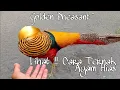 Download Lagu Ternak Ayam Hias Golden Pheasant