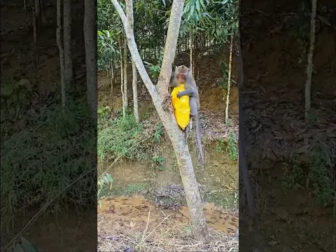 Macaquinho salvou meu salgadinho