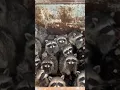 Download Lagu Guy Rescues Village Of Raccoons Stuck Inside Dumpster