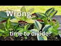 Ep 53 Are You Dividing Hostas at the Wrong Time Summer vs Spring Explained