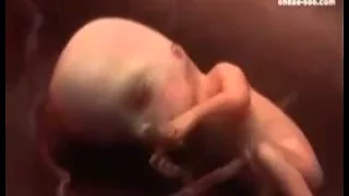 يامن عصيت الله تفكر في خلق الله لك دندنها