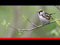 20 Best Birds To Watch For In Ohio