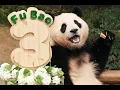 Download Lagu Giant panda Qin Qin's 10th birthday feast