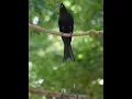 Download Lagu suara burung srigunting kantil gacor alam #birds #birdsounds #birdslover #shortvideo #shorts