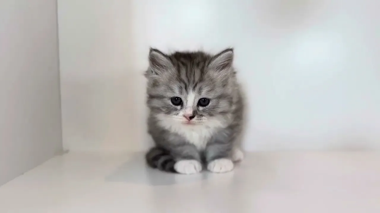 動画