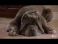 Neo Mastiff Puppies Play Hide-and-Seek from Dad Too Cute