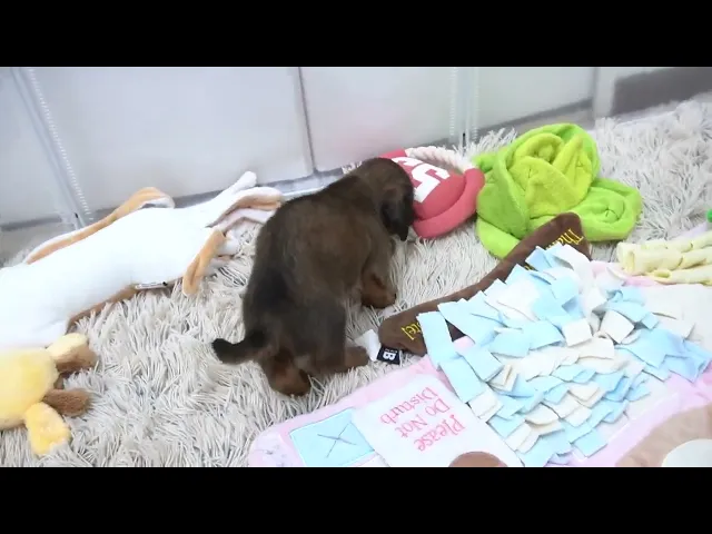 動画