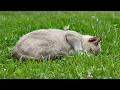 Download Lagu Ontspannende muziek voor katten - Muziek voor katten en rustgevende slaapliedjes voor katten om t...