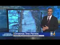 Christmas Tree Permits Available For Arapaho Roosevelt National Forests