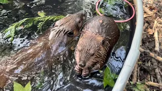 Stormy Rose and Buttercup snacking together