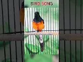 Download Lagu Top 9 Murai Batu Vocalizations for Victory #magpie #kicaumania #birdsong #birdsongrelaxation