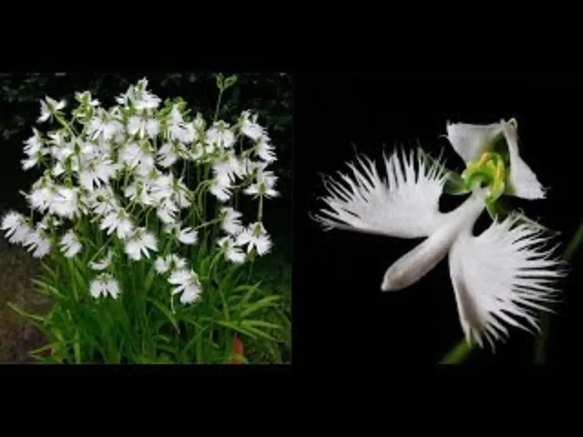 COMO CUIDAR DE SUA ORQUIDEA GARÇA BRANCA