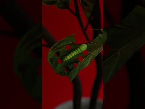 From Crawl to Fly 🐛➡️🦋