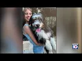 Families searching for beloved dogs after they went missing while cared for by pet sitters