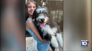 Families searching for beloved dogs after they went missing while cared for by pet sitters