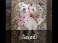 Rochester Animal Services Adoptable Dogs