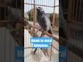 Download Lagu Srigunting abu2 full shot #fyp #birds