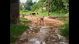 group street dog breeding animal meet friend meet in field asian dog blog