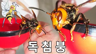 초대왕 장수말벌이 포켓못이 되면 생기는 일!