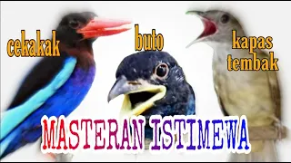 masteran istimewa roll tembak tengkek cekakak kapas tembak tengkek buto