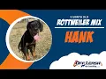 St Louis Dog Trainers - 5 Month Old Rottweiler Beagle Mix 1 Week