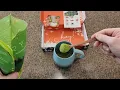 Ryze Mushroom Matcha Review