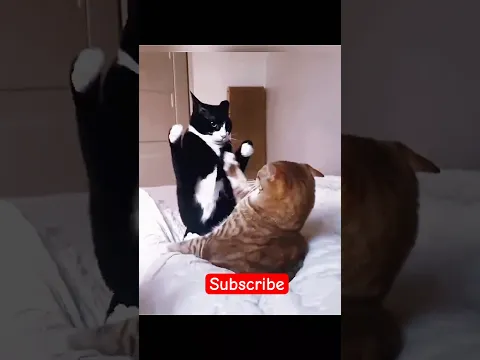 #catmemes