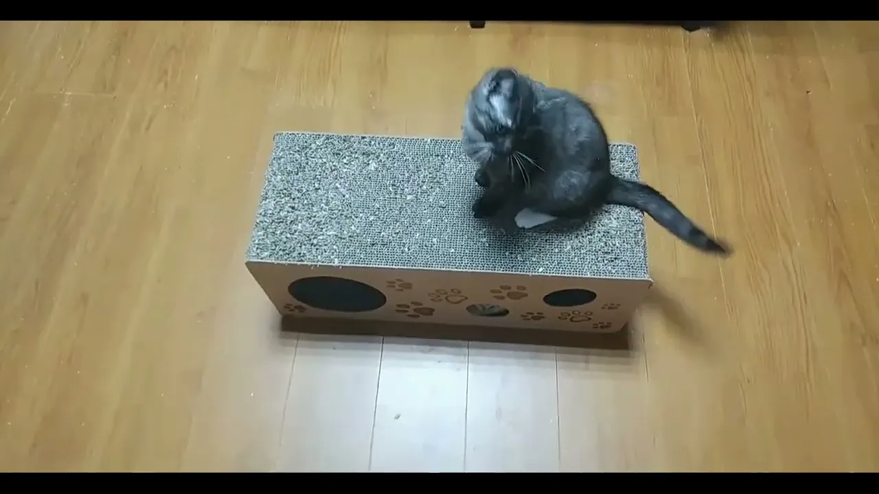 動画