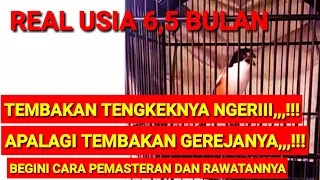 cendet muda tembakan tengkekbuto panjang rf sumenep begini cara rawatan dan pemasterannya