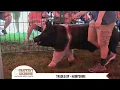TRADED UP - Hampshire Boar at Shaffer s Goldrush
