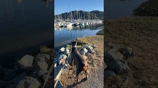 #fyp #dream #doberman #pets #youtube