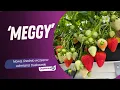 Lagu 'Meggy' - nowa, średnio wczesna odmiana truskawek