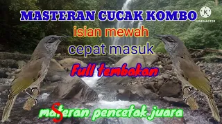 cucak kombo lombok masteran kombo full tembakan epektif membuat kombo fighter bermental juara 