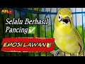 Lagu CIAK CIAK JOSS KECIAL KUNING AMPUH||PANCINGAN KECIAL MALAS BUNYI||
