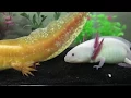 Axolotls breeding
