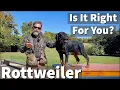 Rottweiler Is It Right For You
