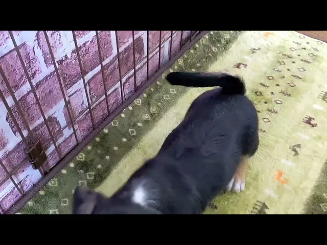 動画