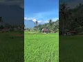 Download Lagu Rumah gadang di tengah sawah #kampuangminangkabau #kabupatenagam #rumahgadang