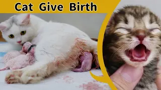 Download Cat Giving Birth to 6 Kittens MP3