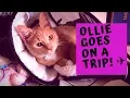 I TOOK MY CAT ON A PLANE SOUTHWEST AIRLINES