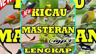 Download Suara Masteran Burung Tembakan Ciblek,Cililin,Kenari,Balckstrot . MP3