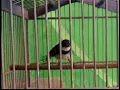 Download Lagu Masteran burung sikatan betina mancing suara jernih // ayoo buruan cobaa...!!!
